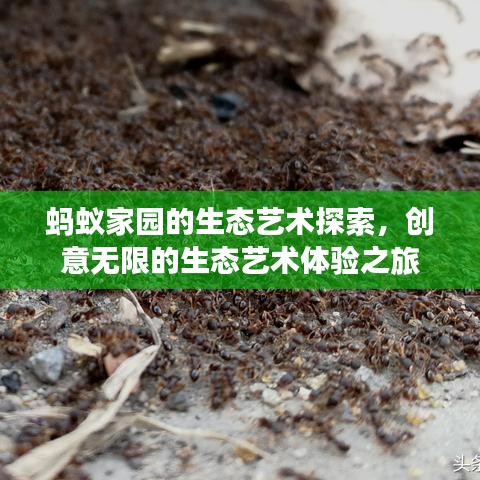 螞蟻家園的生態(tài)藝術(shù)探索，創(chuàng)意無(wú)限的生態(tài)藝術(shù)體驗(yàn)之旅