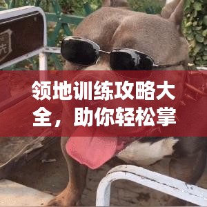 領(lǐng)地訓(xùn)練攻略大全，助你輕松掌握最新訓(xùn)練技巧！