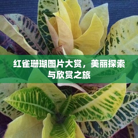 紅雀珊瑚圖片大賞，美麗探索與欣賞之旅
