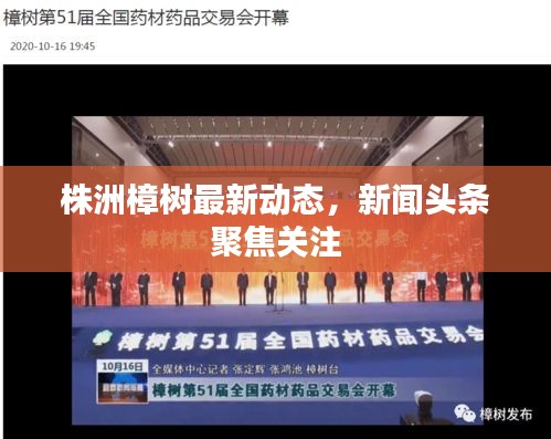 株洲樟樹最新動態(tài)，新聞頭條聚焦關注