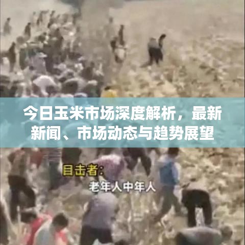 今日玉米市場深度解析，最新新聞、市場動態(tài)與趨勢展望