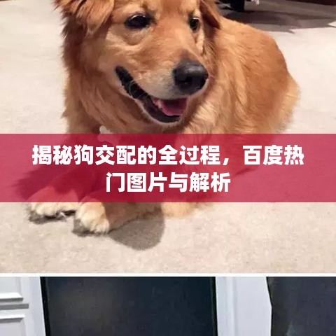 揭秘狗交配的全過程，百度熱門圖片與解析