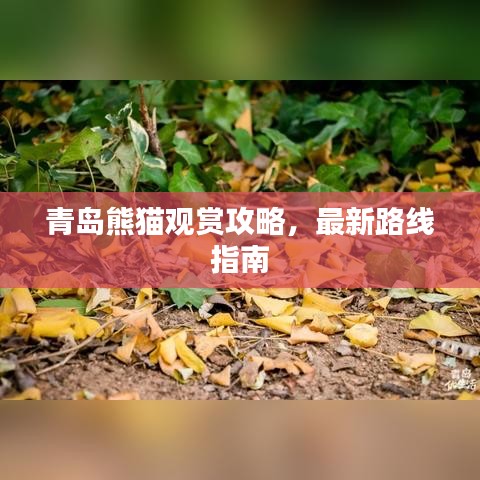 青島熊貓觀賞攻略，最新路線指南