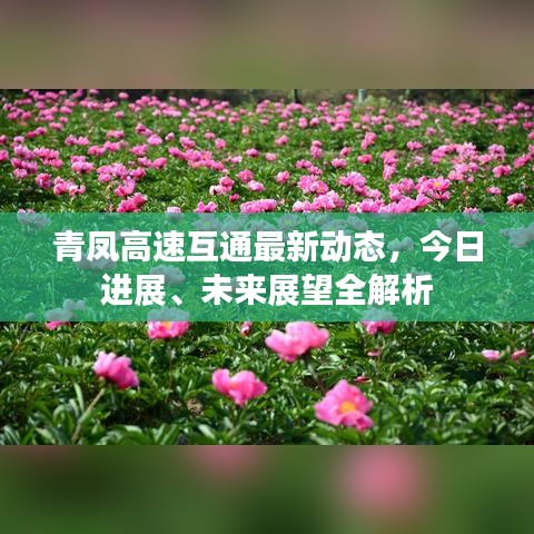 青鳳高速互通最新動態(tài)，今日進(jìn)展、未來展望全解析