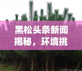 黑松頭條新聞揭秘，環(huán)境挑戰(zhàn)背后的故事