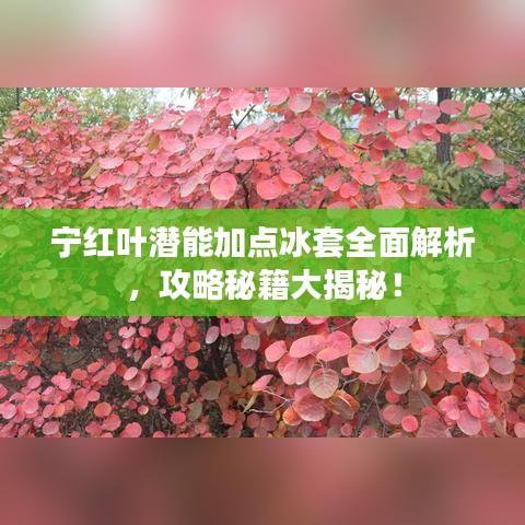 寧紅葉潛能加點(diǎn)冰套全面解析，攻略秘籍大揭秘！
