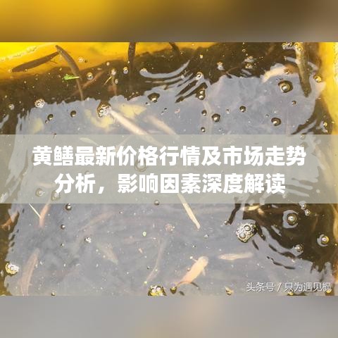 黃鱔最新價格行情及市場走勢分析，影響因素深度解讀