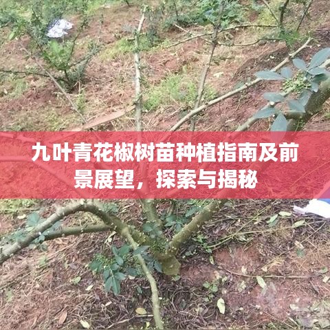 九葉青花椒樹苗種植指南及前景展望，探索與揭秘