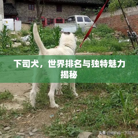 下司犬，世界排名與獨(dú)特魅力揭秘