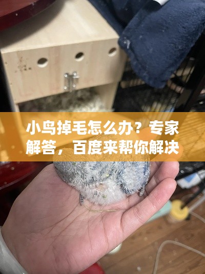小鳥掉毛怎么辦？專家解答，百度來幫你解決疑惑！