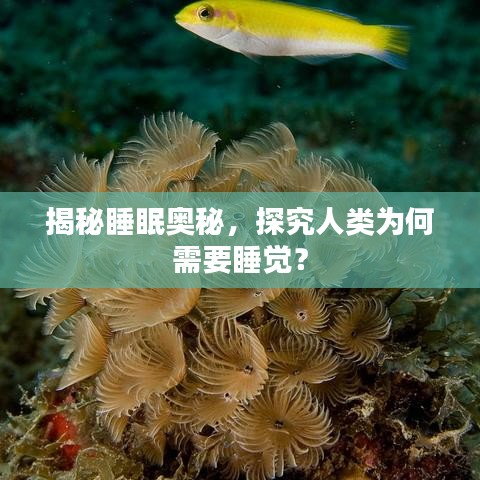 揭秘睡眠奧秘，探究人類為何需要睡覺？