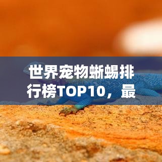 世界寵物蜥蜴排行榜TOP10，最受歡迎的寵物蜥蜴盤(pán)點(diǎn)
