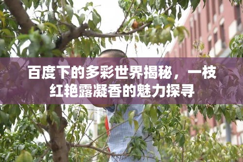 百度下的多彩世界揭秘，一枝紅艷露凝香的魅力探尋