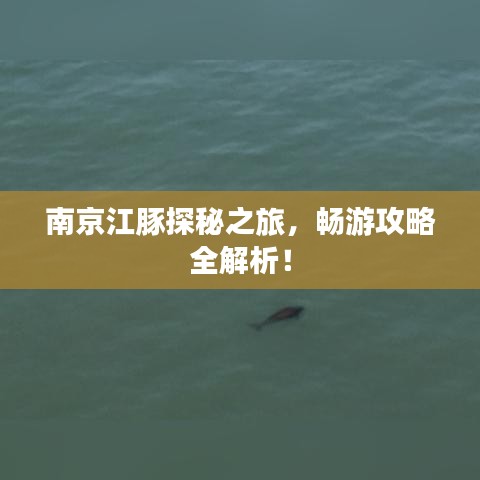 南京江豚探秘之旅，暢游攻略全解析！