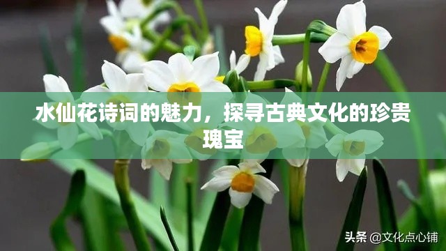 水仙花詩詞的魅力，探尋古典文化的珍貴瑰寶