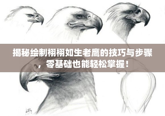 揭秘繪制栩栩如生老鷹的技巧與步驟，零基礎(chǔ)也能輕松掌握！