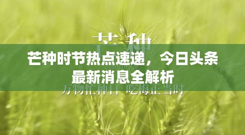 芒種時(shí)節(jié)熱點(diǎn)速遞，今日頭條最新消息全解析