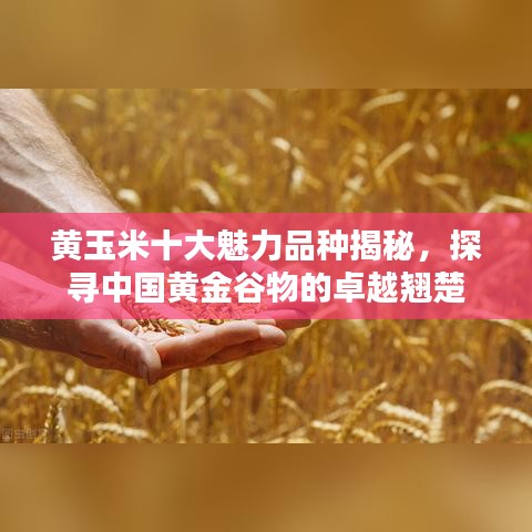 黃玉米十大魅力品種揭秘，探尋中國黃金谷物的卓越翹楚