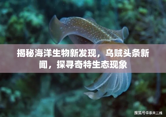 揭秘海洋生物新發(fā)現(xiàn)，烏賊頭條新聞，探尋奇特生態(tài)現(xiàn)象