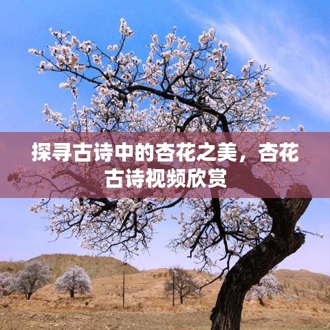 探尋古詩中的杏花之美，杏花古詩視頻欣賞