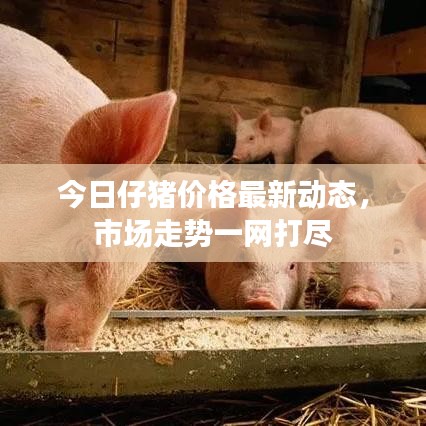 今日仔豬價(jià)格最新動態(tài)，市場走勢一網(wǎng)打盡