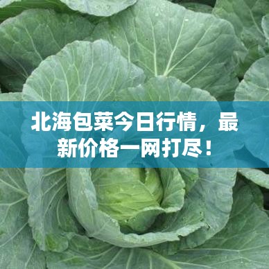 北海包菜今日行情，最新價格一網(wǎng)打盡！