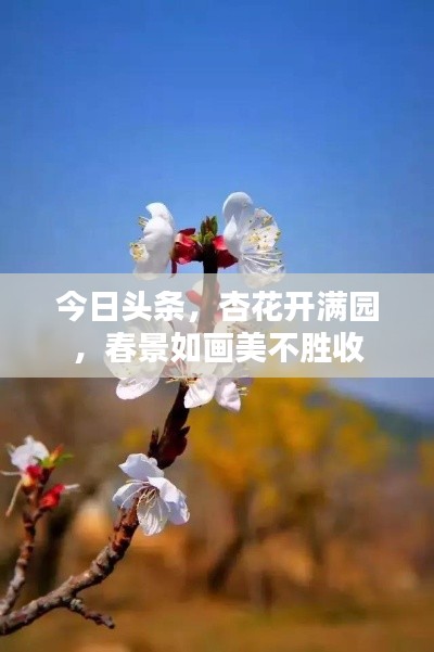 今日頭條，杏花開滿園，春景如畫美不勝收