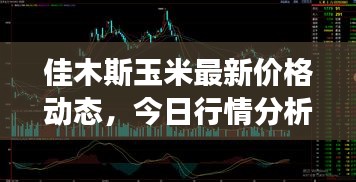 佳木斯玉米最新價格動態(tài)，今日行情分析與市場趨勢解讀