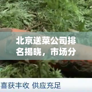 北京送菜公司排名揭曉，市場分析與趨勢解讀