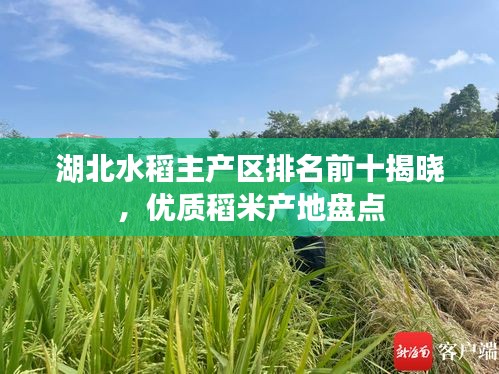 湖北水稻主產區(qū)排名前十揭曉，優(yōu)質稻米產地盤點