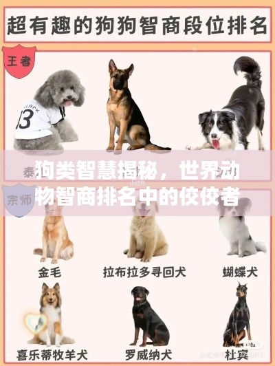 狗類智慧揭秘，世界動物智商排名中的佼佼者