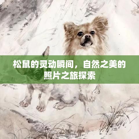 松鼠的靈動(dòng)瞬間，自然之美的照片之旅探索