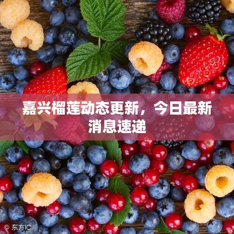 嘉興榴蓮動(dòng)態(tài)更新，今日最新消息速遞