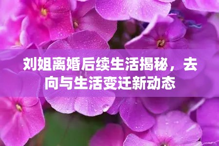 劉姐離婚后續(xù)生活揭秘，去向與生活變遷新動(dòng)態(tài)
