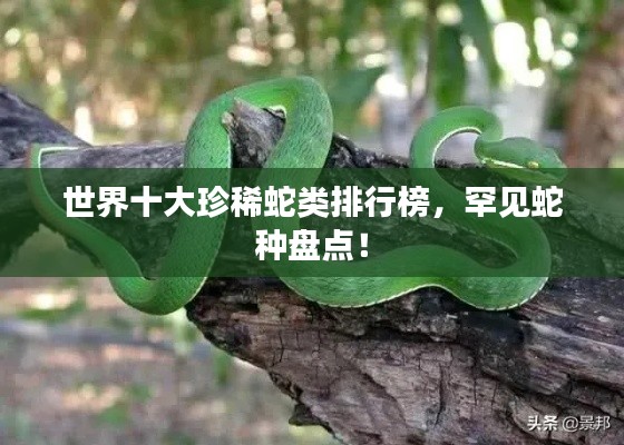 世界十大珍稀蛇類排行榜，罕見蛇種盤點！