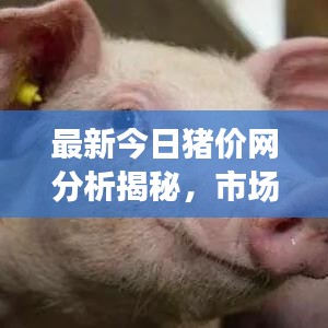 最新今日豬價網(wǎng)分析揭秘，市場動態(tài)一目了然