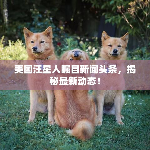美國汪星人矚目新聞?lì)^條，揭秘最新動(dòng)態(tài)！