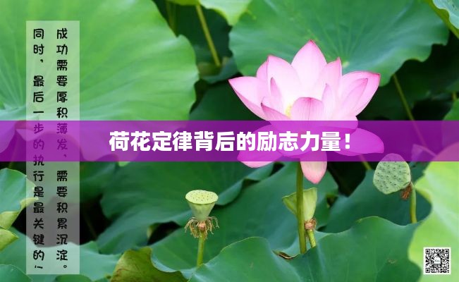 荷花定律背后的勵(lì)志力量！