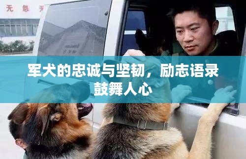 軍犬的忠誠與堅(jiān)韌，勵(lì)志語錄鼓舞人心