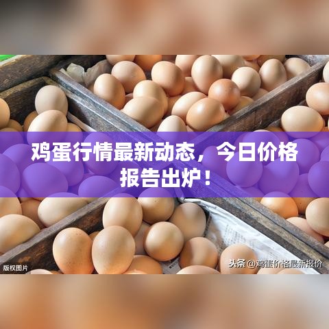 雞蛋行情最新動態(tài)，今日價格報告出爐！