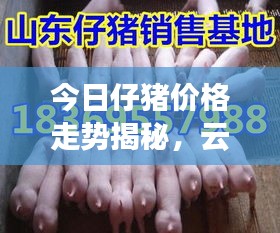 今日仔豬價格走勢揭秘，云南市場最新動態(tài)一網(wǎng)打盡