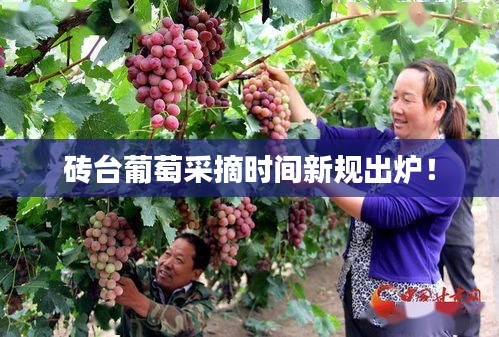 磚臺葡萄采摘時間新規(guī)出爐！