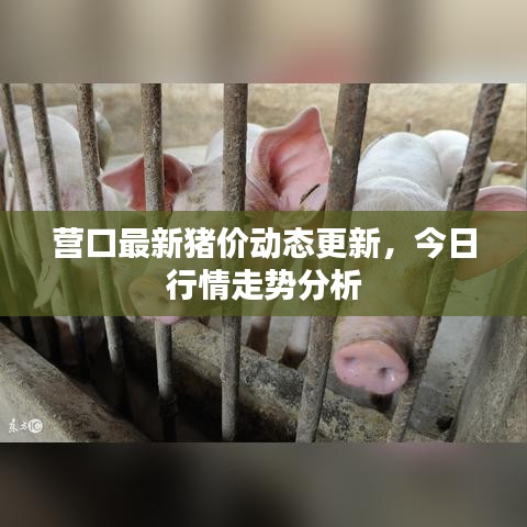 營口最新豬價(jià)動(dòng)態(tài)更新，今日行情走勢分析