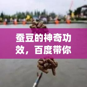 蠶豆的神奇功效，百度帶你探索未知的健康奧秘！