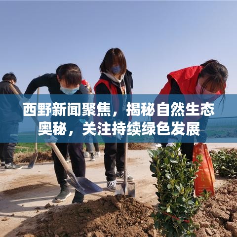 西野新聞聚焦，揭秘自然生態(tài)奧秘，關注持續(xù)綠色發(fā)展