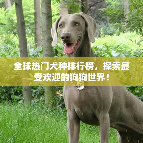 全球熱門犬種排行榜，探索最受歡迎的狗狗世界！