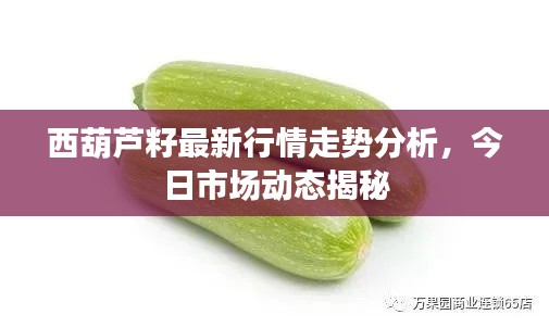 西葫蘆籽最新行情走勢分析，今日市場動(dòng)態(tài)揭秘