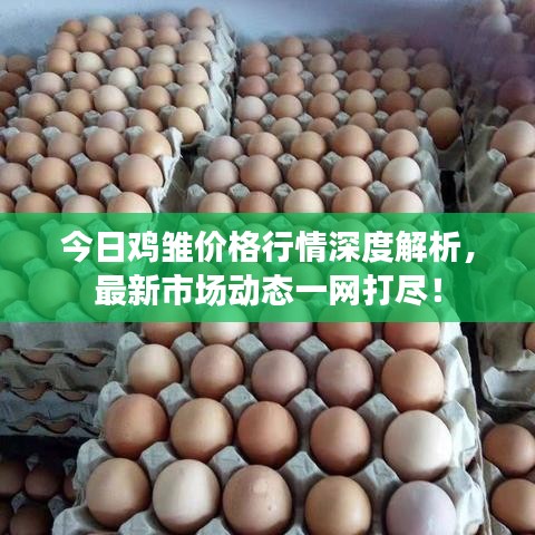 今日雞雛價格行情深度解析，最新市場動態(tài)一網(wǎng)打盡！