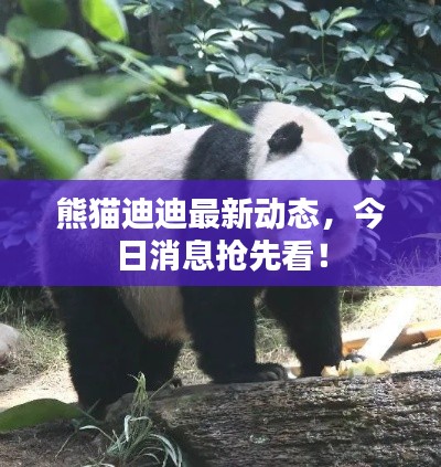熊貓迪迪最新動(dòng)態(tài)，今日消息搶先看！