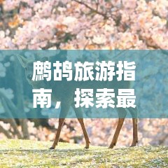 了解鹿瓷 第217頁